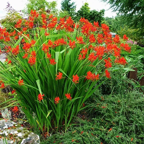A square image of a clump of bright red Crocosmia 'Lucifer' flowers growing in a garden border.