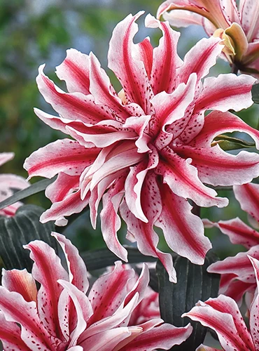 A close up of a double-petalled 'Magic Star' lily growing in the garden with soft pink and white blooms with dark pink bands, surrounded by foliage in soft focus in the background.