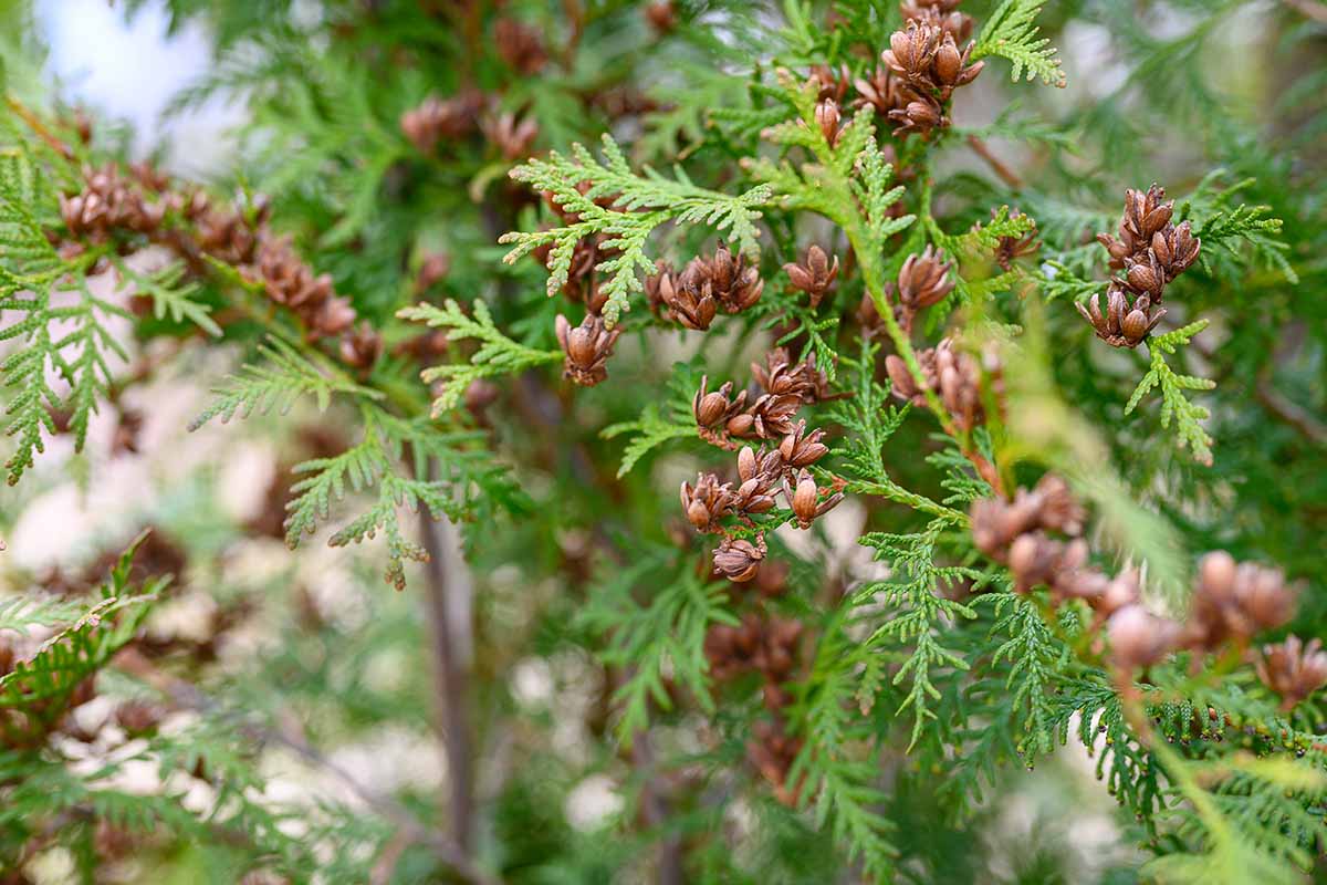A close up horizontal image of mature cones on an arborvitae (Thuja) tree.