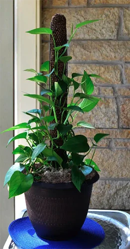 A close up of a potted houseplant growing up a Mosser Lee plant support.