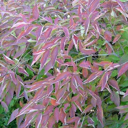 A square image of the foliage of 'Muskingmum' dogwood growing in the garden.
