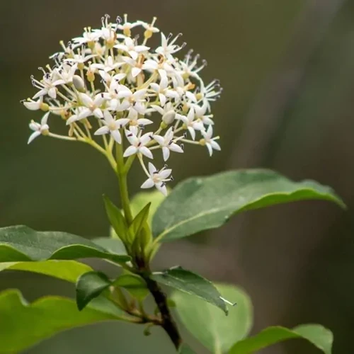 A square image of the tiny white flowers of native swamp dogwood pictured on a soft focus background.