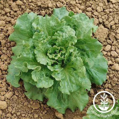 A close up square image of a single head of 'Nevada' lettuce growing in the garden. To the bottom right of the frame is a white circular logo with text.