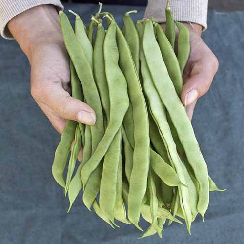 A square image of two hands holding a freshly picked bunch of 'Northeaster' pole beans.