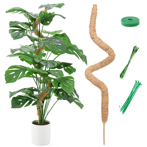To the left of the frame a monstera plant is growing in a pot up a support pole, to the right is the support pole and zip ties, all isolated on a white background.