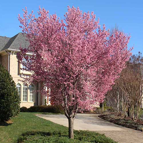 A square image of a single 'Okame' cherry tree growing by the side of a driveway outside a residence.