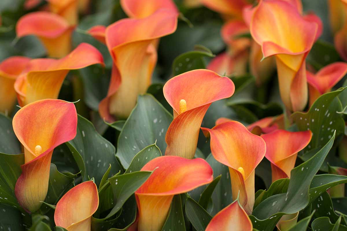 A close up horizontal image of bright orange calla lilies with variegated spotted foliage growing in the garden.