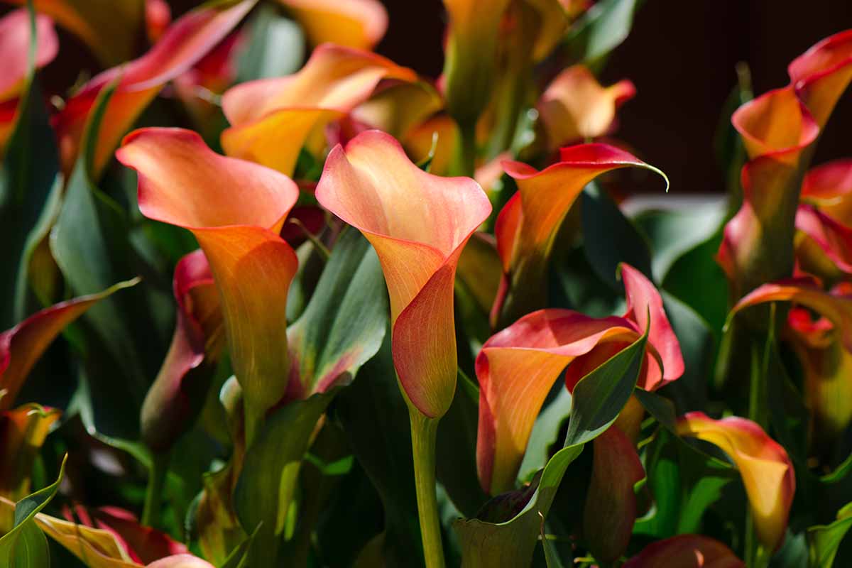 A close up horizontal image of bright orange calla lilies growing in the garden pictured in light filtered sunshine on a soft focus background.