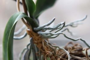 A close up horizontal image of a potted orchid with roots growing out of the pot, pictured on a soft focus background.