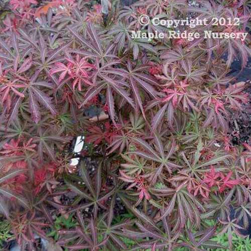 A close up square image of the foliage of Acer palmatum 'Orion' growing in the garden.