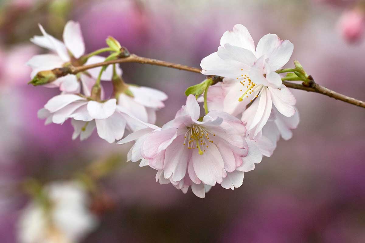 A close up horizontal image of the pink and white flowers of an ornamental cherry tree pictured on a soft focus background.