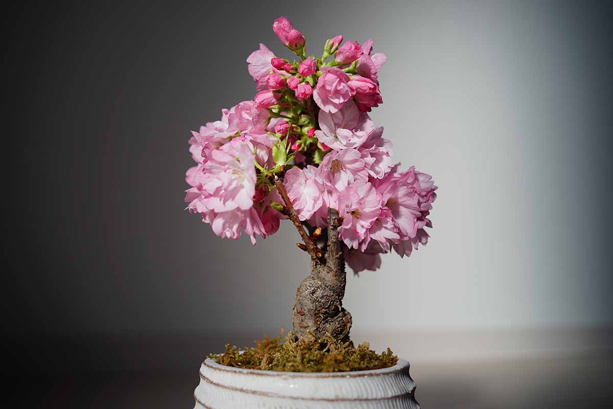 A close up horizontal image of a cherry tree pruned as bonsai covered with pink flowers, pictured on a soft focus background.