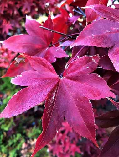 A close up vertical image of the bright pinkish-red leaves of 'Osakazuki' growing in the garden.