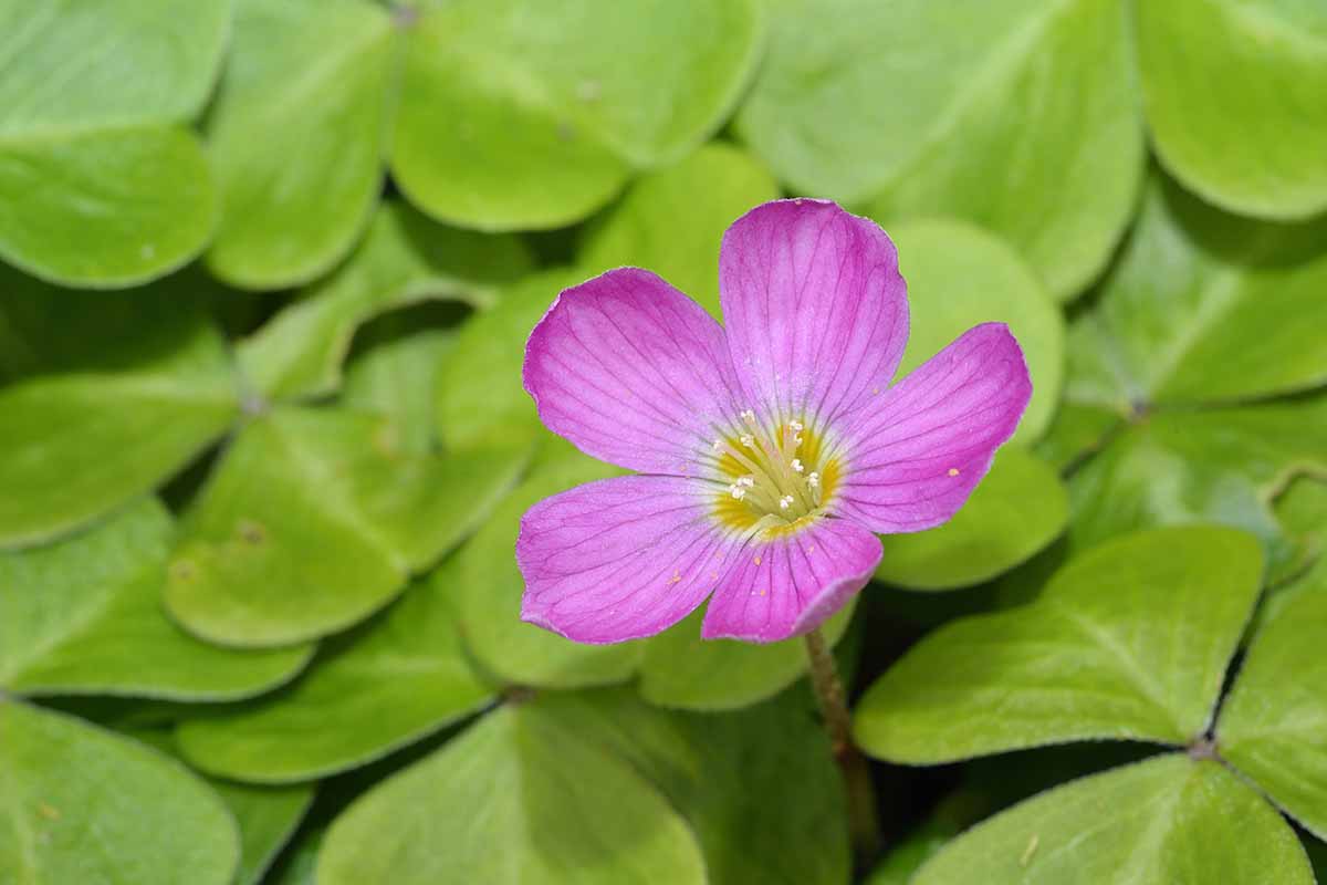 A close up horizontal image of a pink flower of redwood sorrel surrounded by green foliage in the background.