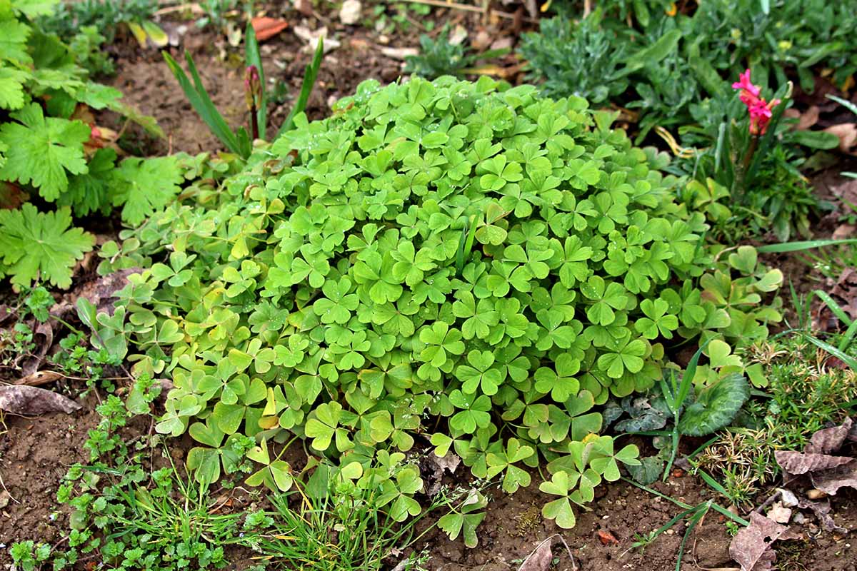 A close up horizontal image of a clump of Oxalis tetraphylla growing in the garden.
