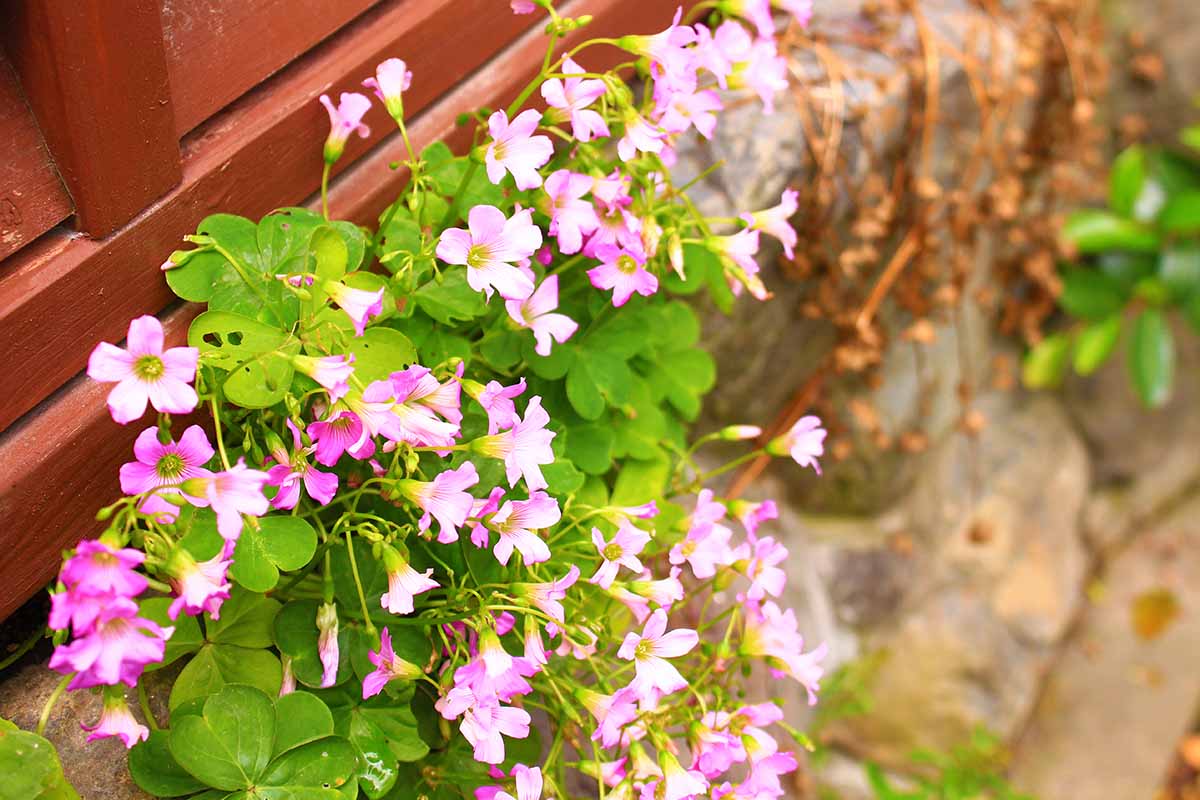 A close up horizontal image of an oxalis plant with green foliage and pink flowers growing in a stone wall.