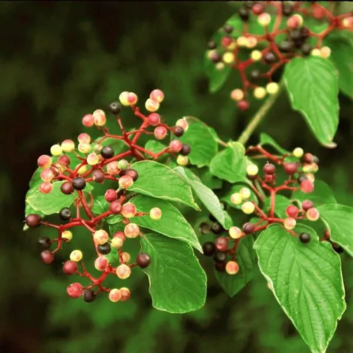 A close up square image of the drupes and foliage of a pagoda dogwood in fall, pictured on a soft focus background.
