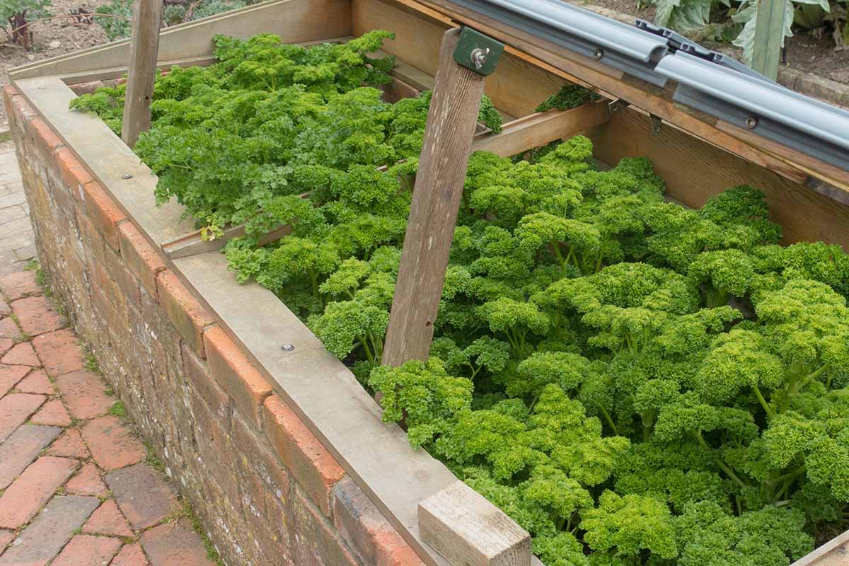 A close up horizontal image of a cold frame propped open to reveal large parsley plants growing inside.