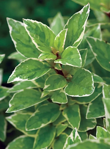 A close up vertical image of the unique, variegated foliage of Ocimum 'Pesto Perpetuo' growing in the herb garden pictured on a dark soft focus background.