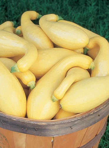 A close up of a pile of 'Pic-N-Pic' crookneck squash fruits in a wooden basket.