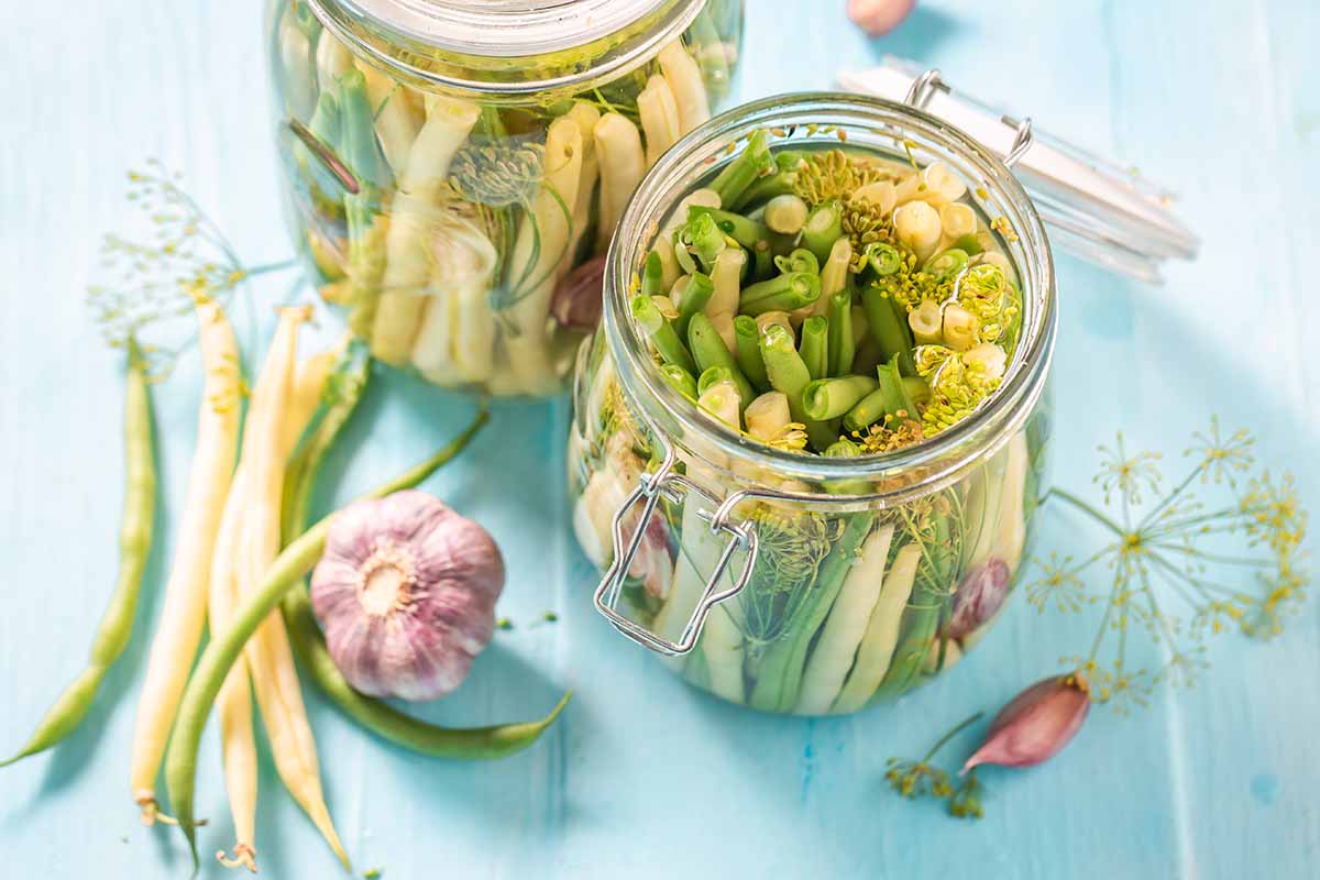 A close up horizontal image of jars of pickled beans set on a blue wooden surface.