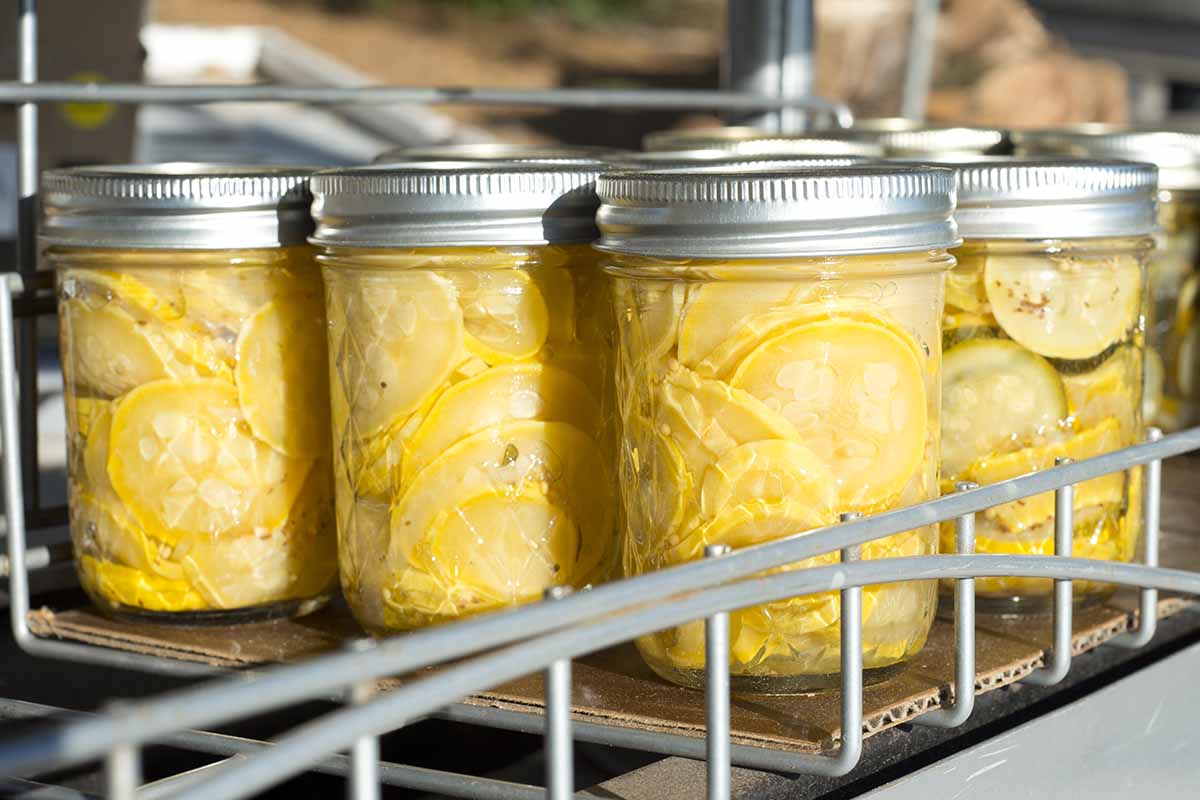 A close up horizontal image of jars of pickled summer squash.