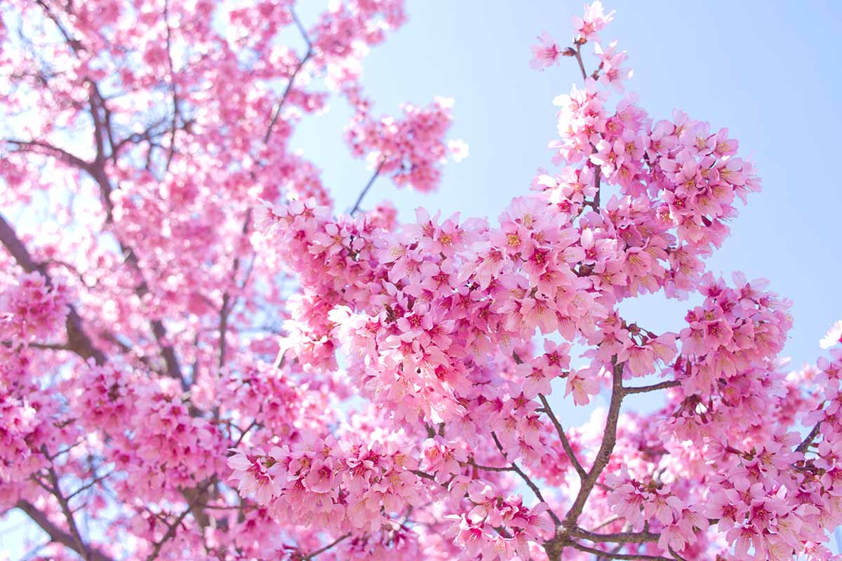 A close up horizontal image of pink cherry blossoms in full bloom pictured in bright sunshine on a blue sky background.