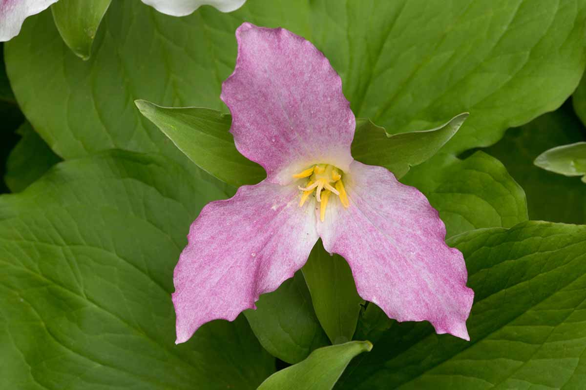 A close up horizontal image of a single light pink trillium flower with foliage in soft focus in the background.