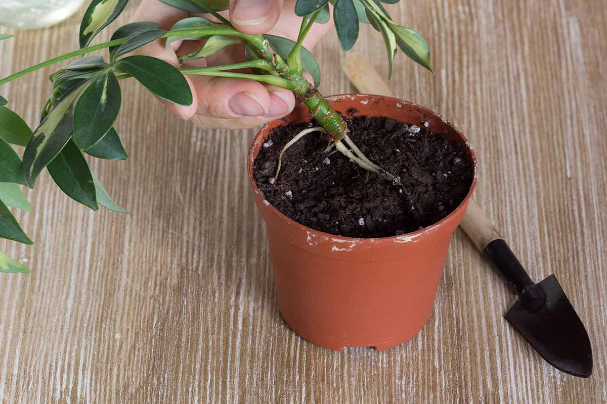 A close up horizontal image of a gardener planting a Schefflera cutting into a pot filled with soil.