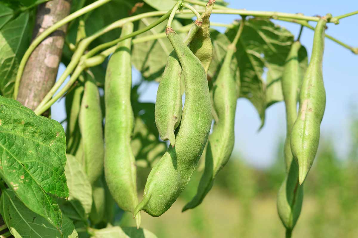 A close up horizontal image of pole beans ready to harvest growing in a sunny garden pictured on a soft focus background.