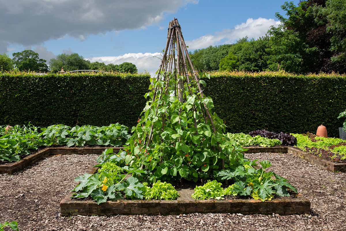 A horizontal image of a tipi-shaped support for beans in a formal, neat vegetable garden, with a hedge and blue sky in the background.