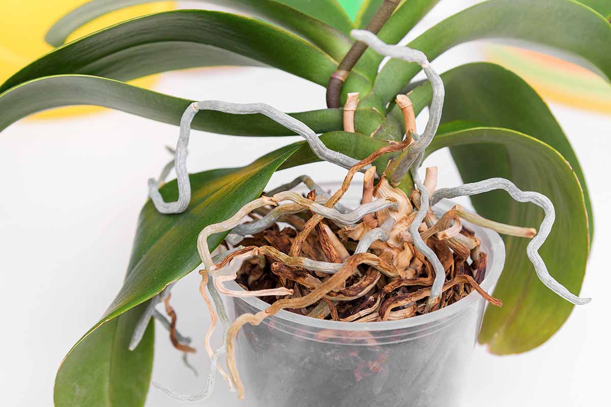 A close up horizontal image of an orchid growing in a small transparent plastic pot with roots growing out of the container.