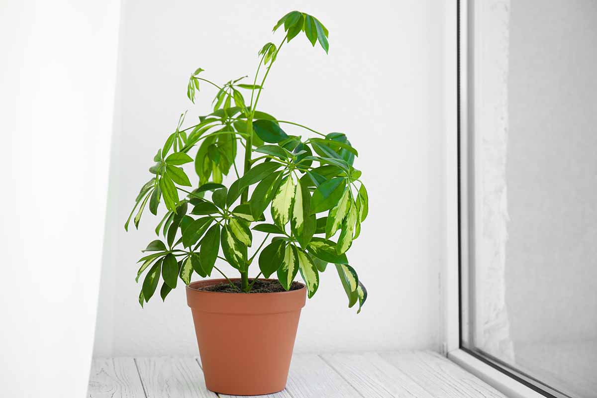 A close up horizontal image of a variegated umbrella tree growing in a pot set on a wooden surface by a window.