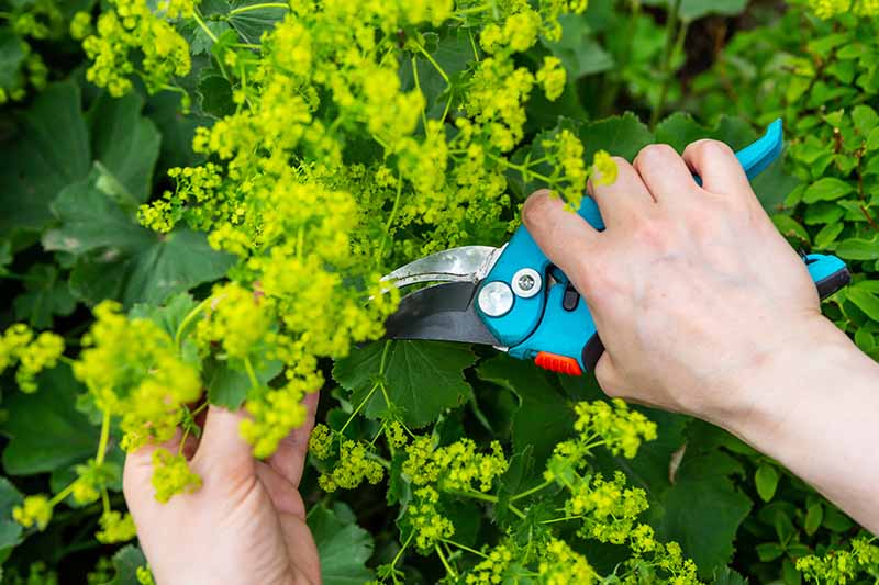 A close up horizontal image of a hand from the right of the frame using a pair of pruners to deadhead flowers from lady's mantle (Alchemilla mollis).