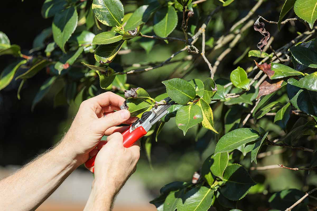A close up horizontal image of two hands from the bottom left of the frame pruning a camellia shrub in bright sunshine.