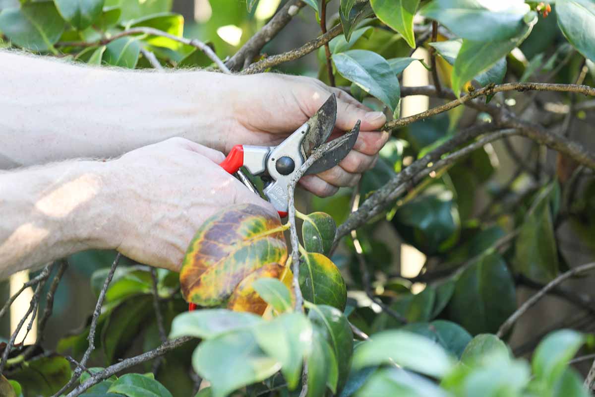 A close up horizontal image of two hands from the left of the frame using a pair of pruners to trim off diseased branches from a camellia shrub.