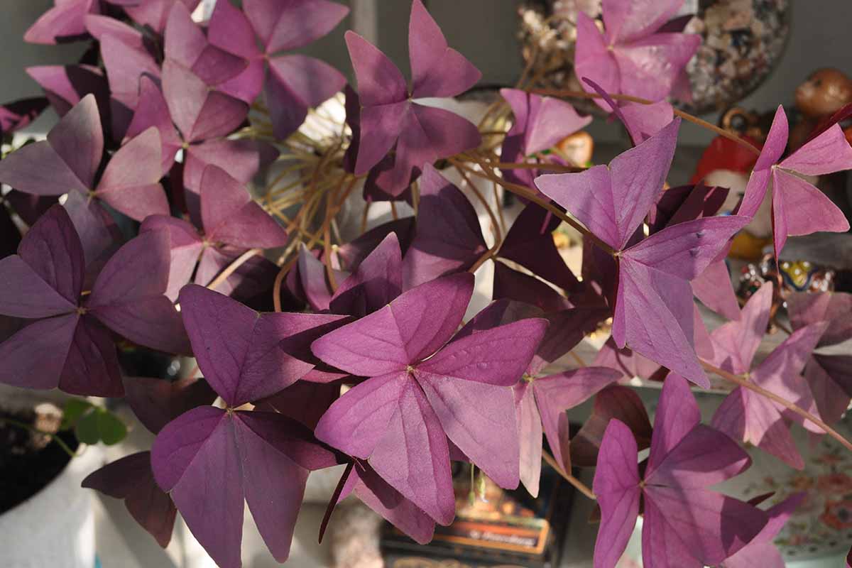 A close up horizontal image of purple shamrock growing in a pot indoors.