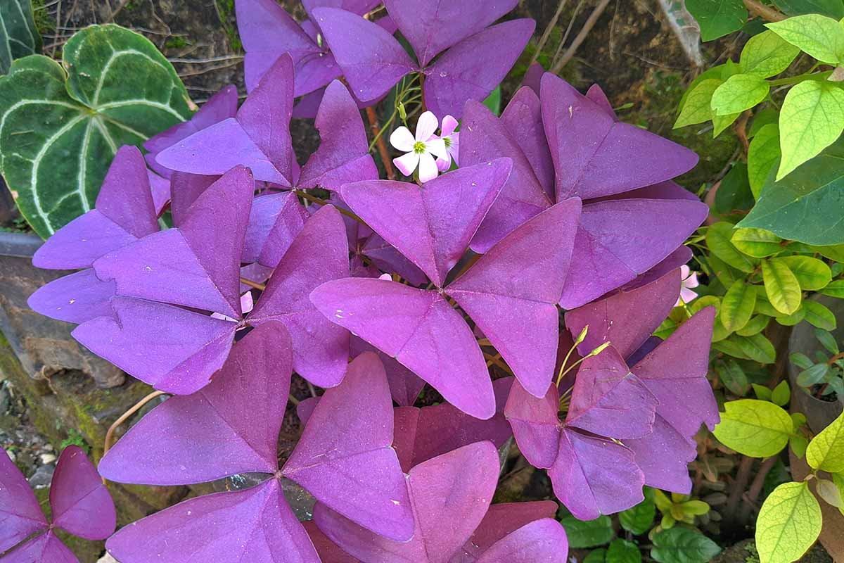 A close up horizontal image of a purple shamrock (Oxalis) plant with tiny pink and white flowers.