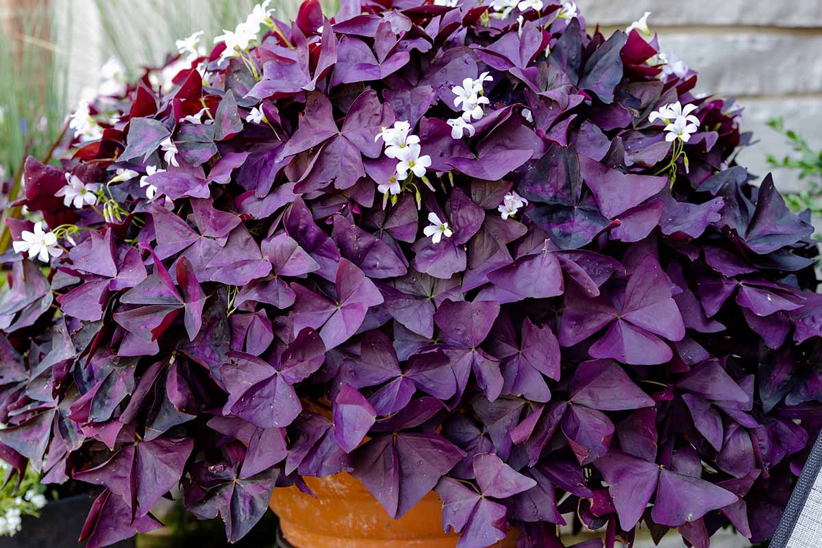 A close up of a large Oxalis triangularis plant growing in a container outdoors with white flowers amidst the purple foliage.