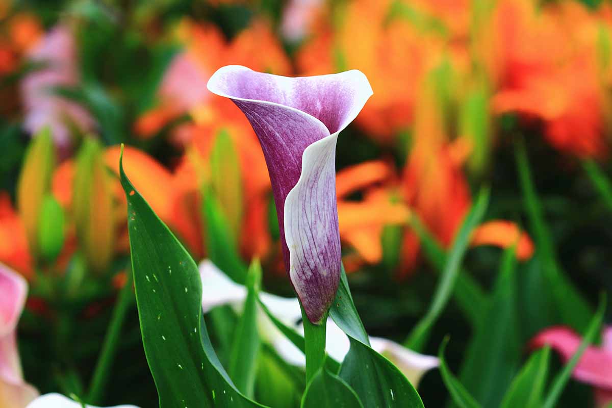 A close up horizontal image of a purple and white bicolored calla lily growing in the garden pictured on a vibrant soft focus background.