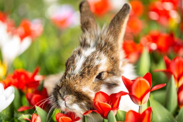 Fascinating Do Rabbits Eat Tulips Photos