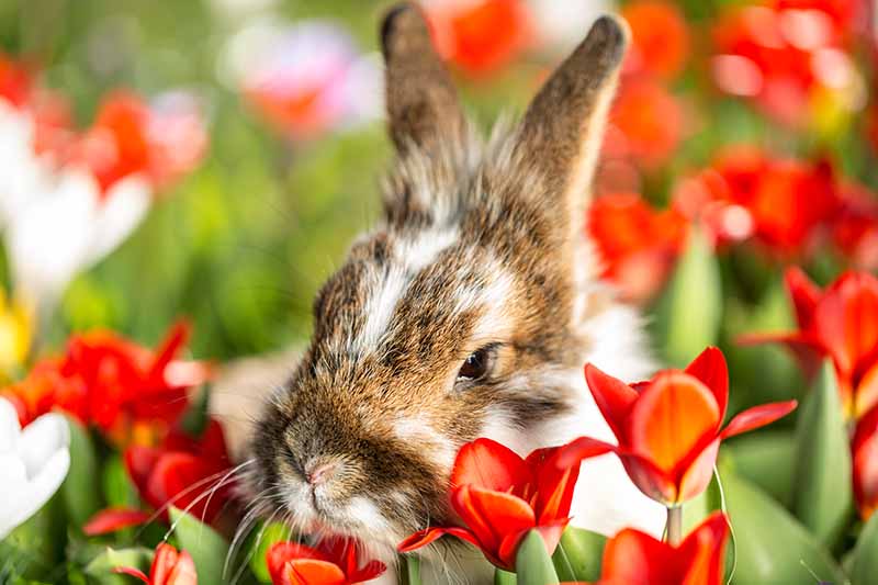 A close up horizontal image of a rabbit munching on spring flowers pictured in light sunshine on a soft focus background.