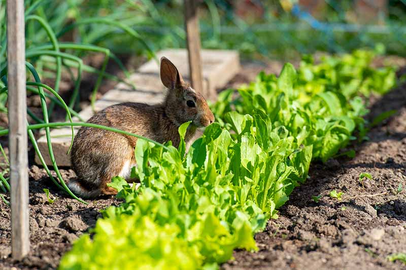 A close up horizontal image of a rabbit munching at lettuce growing in the veggie patch.