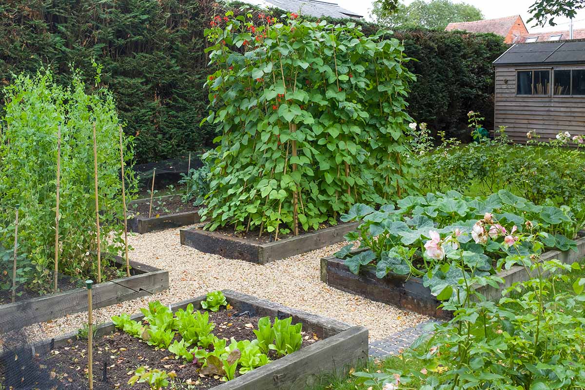 A horizontal image of a neat vegetable garden making use of raised beds to grow a variety of produce.
