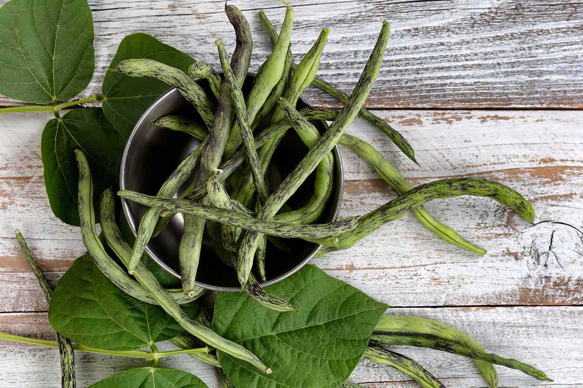 A close up horizontal image of freshly harvested rattlesnake beans spilling out of a metal bowl onto a wooden surface.