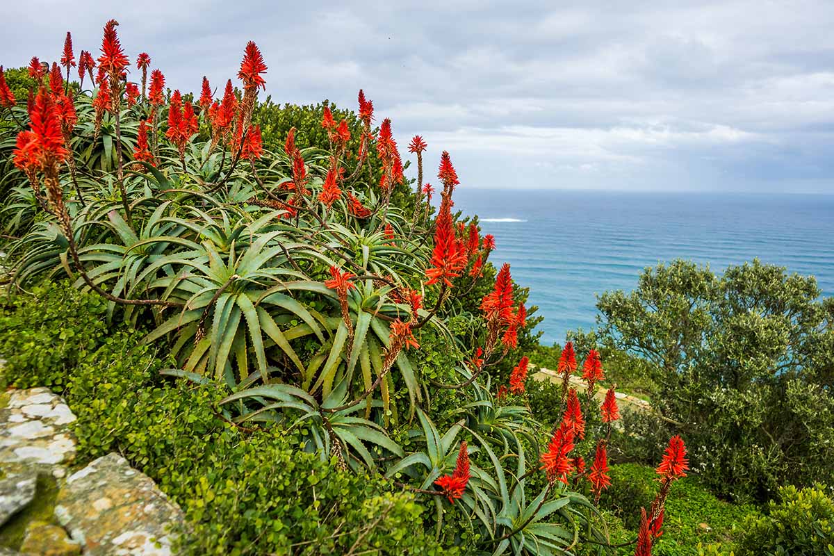 A horizontal image of torch aloe plants in full bloom growing on the side of a cliff with the ocean in the background.