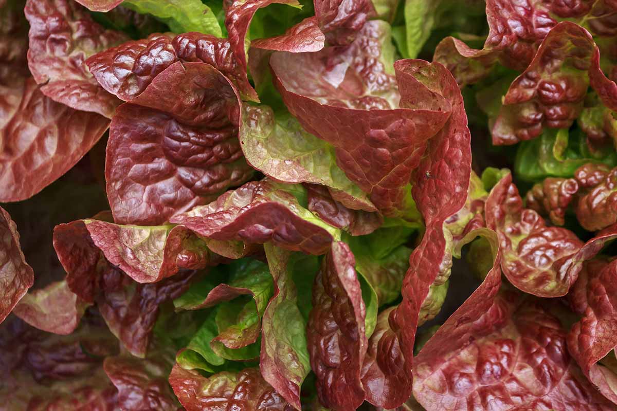 A close up horizontal image of the reddish green leaves of Batavian lettuce.