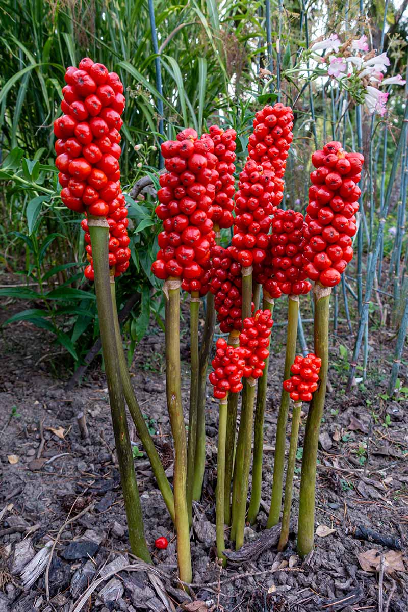 A close up vertical image of the bright red berries of Arisaema triphyllum.