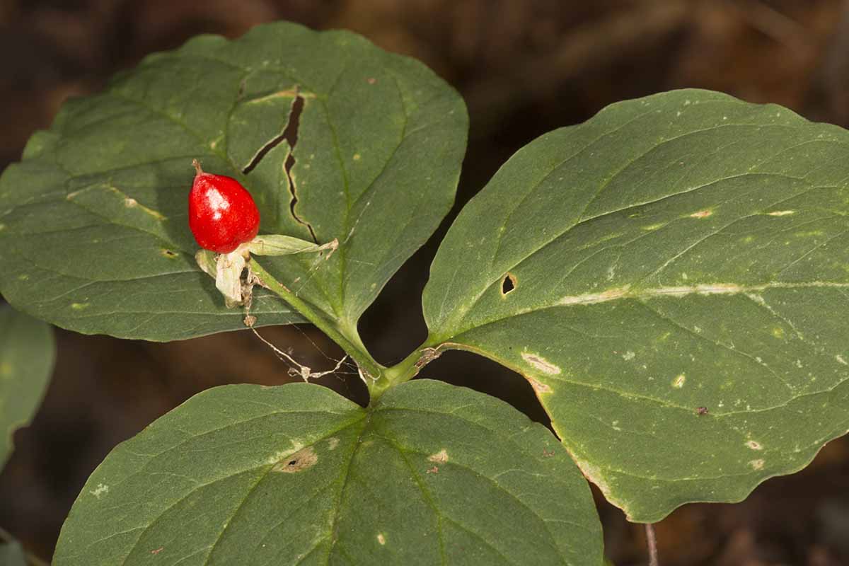 A close up horizontal image of a single red trillium berry surrounded by foliage pictured on a soft focus background.