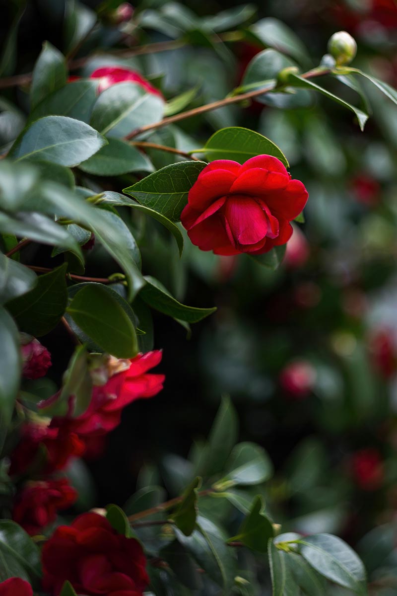A close up vertical image of red camellia flowers growing in the garden pictured on a soft focus background.
